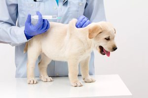 Прививка для собак: как подготовить к ней любимца и как часто должна проводиться вакцинация собак