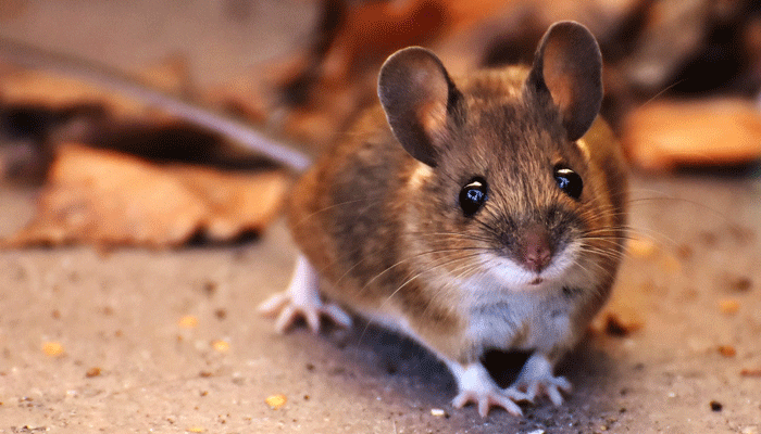 Сколько должны жить домашние мыши?