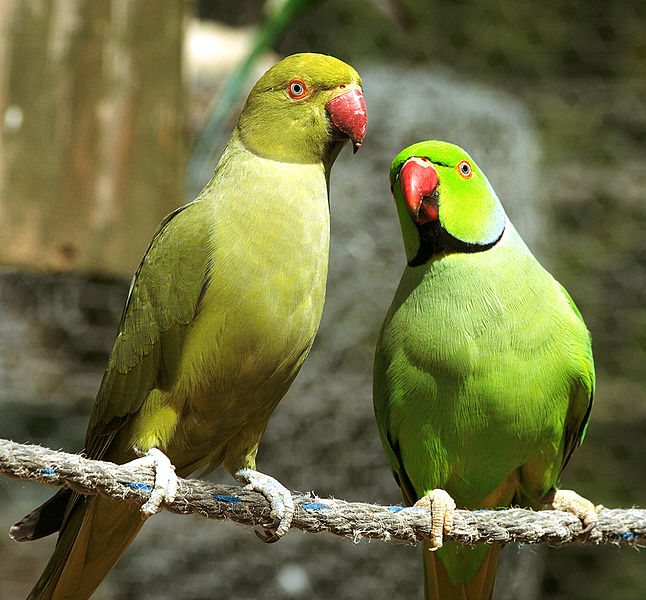 Как определить пол попугаев: волнистого, кореллы и других