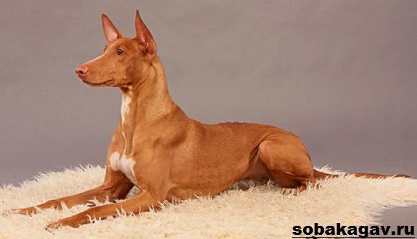 Фараонова собака: история, характер, особенности содержание (+ фото)