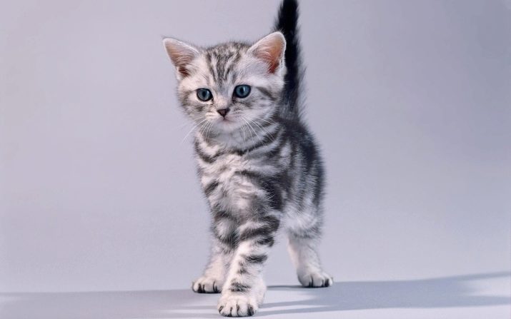 Описание породы кошек американская короткошерстная