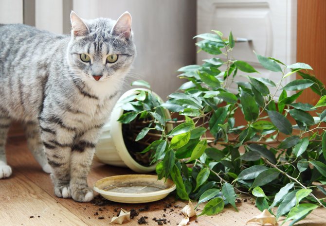 Почему нельзя обижать кошек? приметы и суеверия