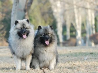 Описание породы собак кеесхонд: характер, уход, предназначение