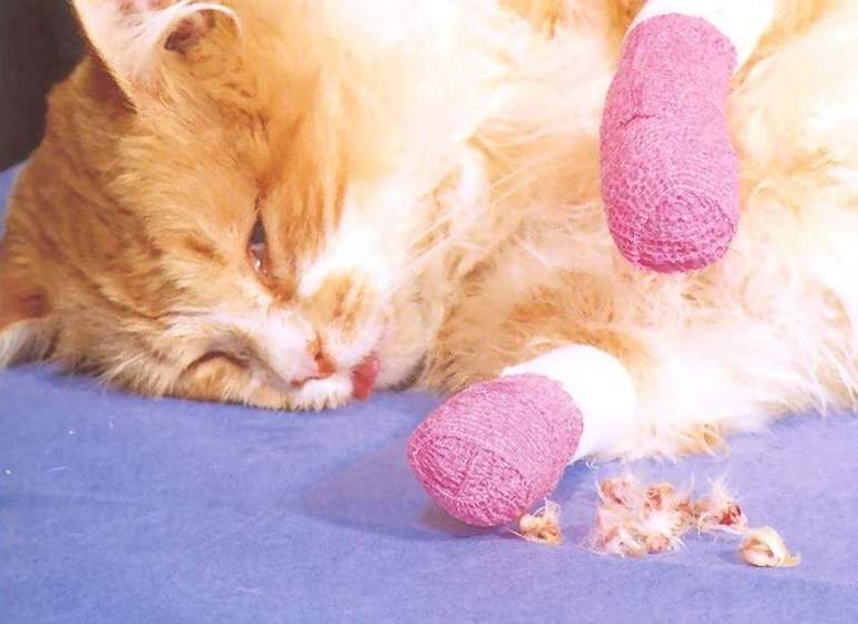 Операция мягкие лапки, отзывы хозяев об удалении когтей у кошек