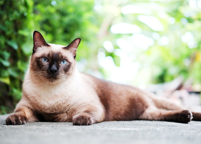 Топ-10 самых умных пород кошек в мире
