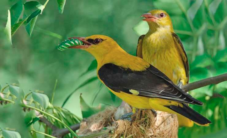Обыкновенная иволга: описание с фото, размножение и питание птиц