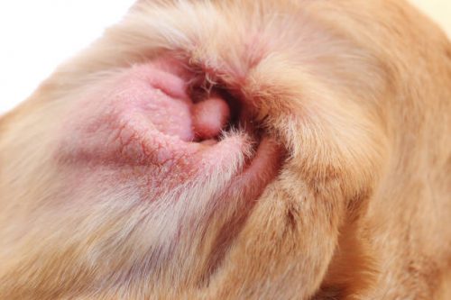 Самые частые ушные болезни у собак