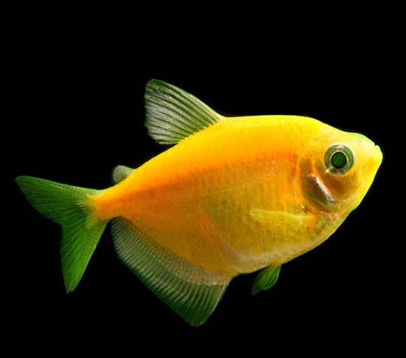 Анциструс: совместимость с другими рыбками
