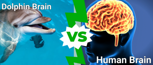 Мозг дельфина против человеческого мозга