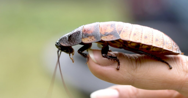 Шипящий таракан как домашнее животное - Мадагаскарский шипящий таракан