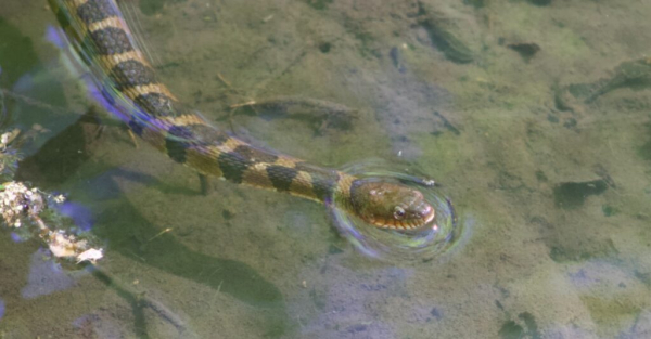 полосатая водяная змея в воде