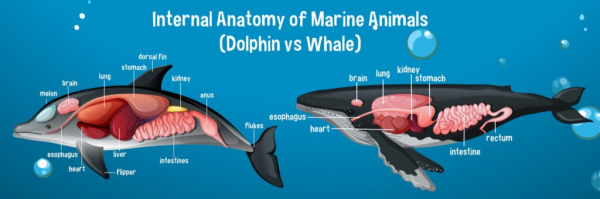 Мозг дельфина и мозг человека - диаграмма мозга дельфина и кита