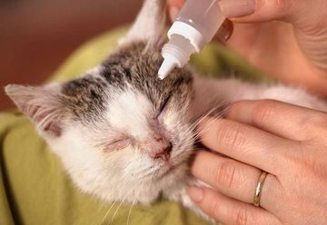 Почему у котенка могут гноиться глазки, чем лечить малыша в домашних условиях, как промывать глаза?