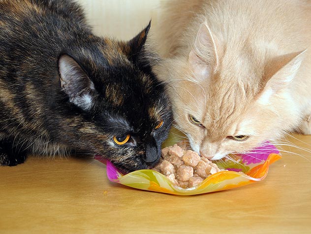 Как подружить двух кошек в одной квартире: полезные советы