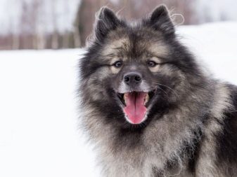 Описание породы собак кеесхонд: характер, уход, предназначение