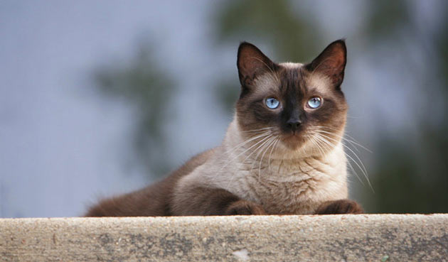 Популярные породы кошек: фото и названия