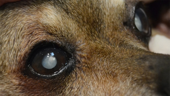 Симптомы катаракты у собак, а также методы ее лечения