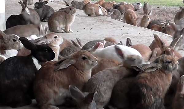 Звуки, которые издают кролики, и их значение