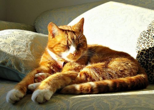 Что приносит в дом рыжий кот, к чему прибивается: приметы, поверья и суеверия