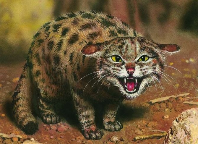 Сервал (домашняя кошка): размеры и вес африканской породы