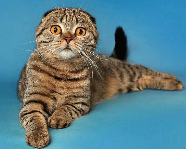 Шотландская прямоухая кошка окрасы с фото и названиями короткошерстная