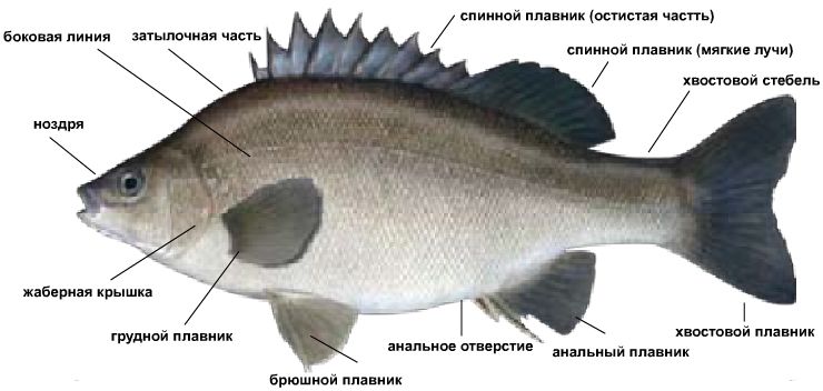 Рыба с красными плавниками: название, описание, фото