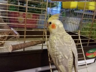 Как ухаживать за попугаями корелла в домашних условиях