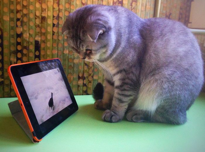 Видео для кошек на мониторе