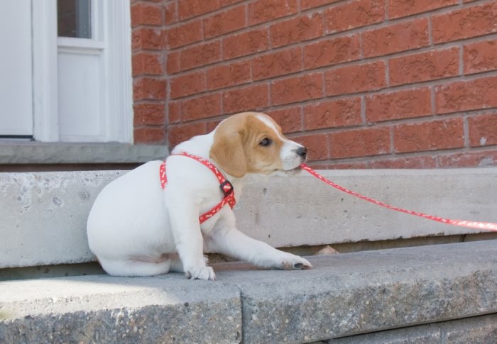 Как приучить щенка или взрослую собаку ходить в туалет на улицу или в одно место в квартире или доме?