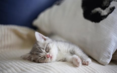 Сколько времени спят коты в сутки?