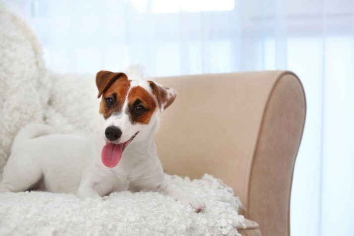 Описание породы «джек-рассел-терьер»: особенности характера собаки и отзывы владельцев