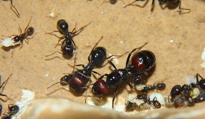 Cодержание и уход в домашних условиях муравьев-жнецов (messor structor)