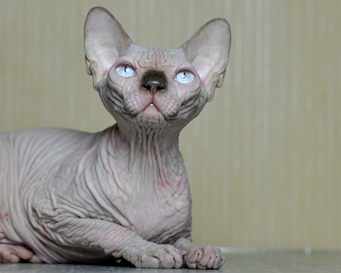 Джосер - питомник голых кошек: канадский сфинкс, эльф, бамбино