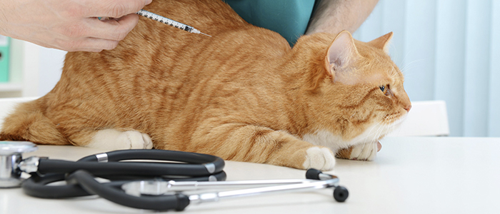 Как лечить мочекаменную болезнь у котов