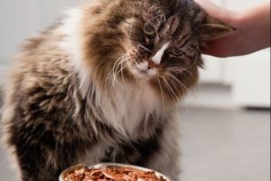 Сколько раз в день надо кормить котенка или взрослую кошку (кота)