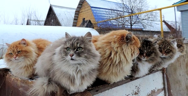 Самые большие кошки в мире