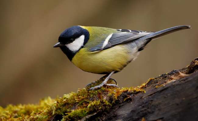 20 самых необычных птиц, о которых вы, возможно, не слышали