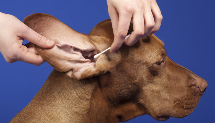 Как часто нужен уход за ушами собаки, а также какие лосьоны, капли и другие средства применяются в домашних условиях