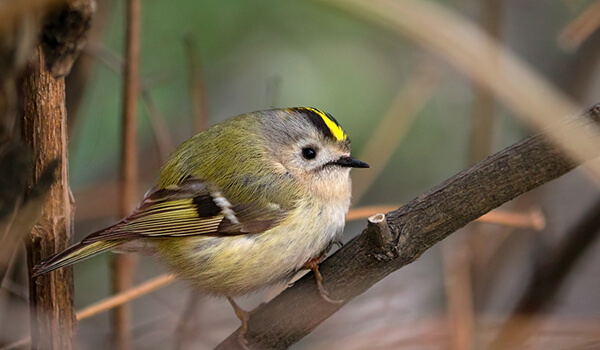 18 самых маленьких птиц на планете