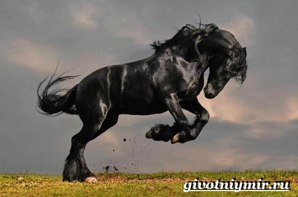 Лошади шайр: описание и характеристики. породы лошадей