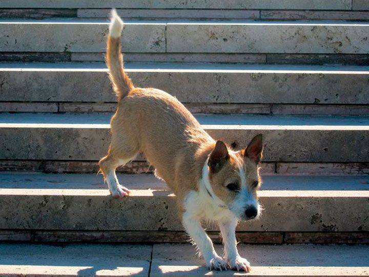 Алопекис (маленькая греческая собака)