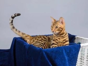 Бенгальская кошка описание породы