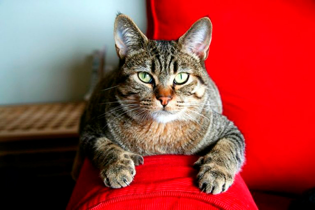 Пиксибоб кошка. описание, особенности, уход и цена кошки пиксибоб