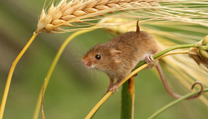 Чем декоративные мыши отличаются от диких, и как правильно содержать их дома