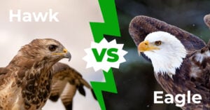 Hawk против орла: выявление 6 проявлений