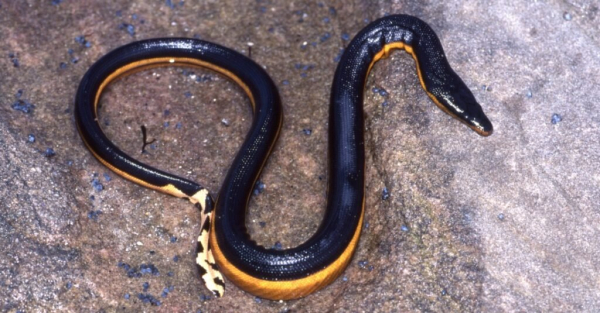 желтобрюхая морская змея ползет по плоской скале