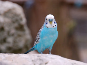 Сине-желтый ара, или попугай арарауна