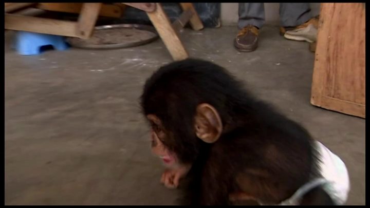 Расследование би-би-си: как торгуют детенышами шимпанзе