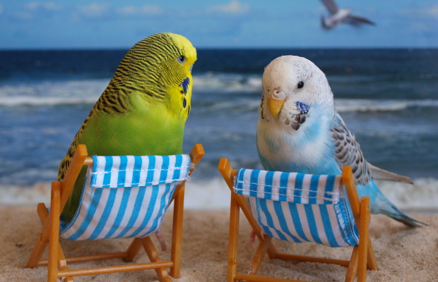 Как ухаживать за волнистыми попугаями в домашних условиях?