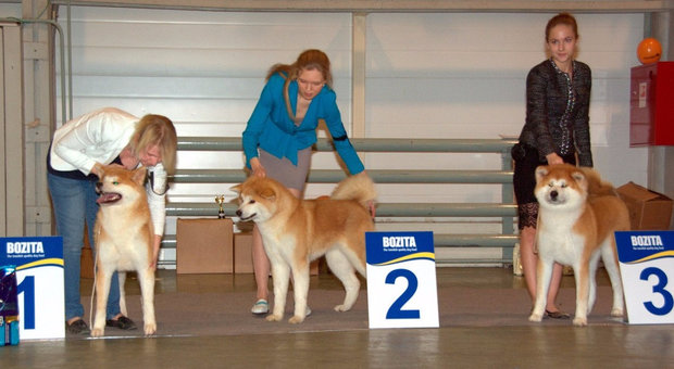 Хендлер для собак: умения, навыки и секреты, обучение профессии
